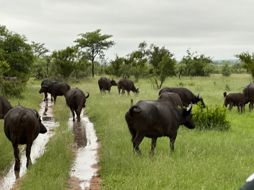 Sabi Sand Nature Reserve-沙比必去景点