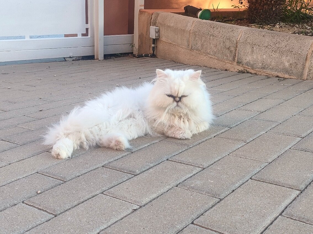 Villa Alqueria主图