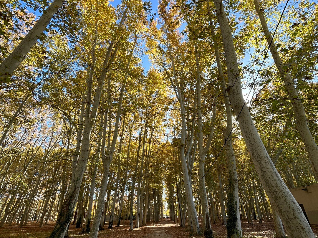 Parc de la Devesa景点图片