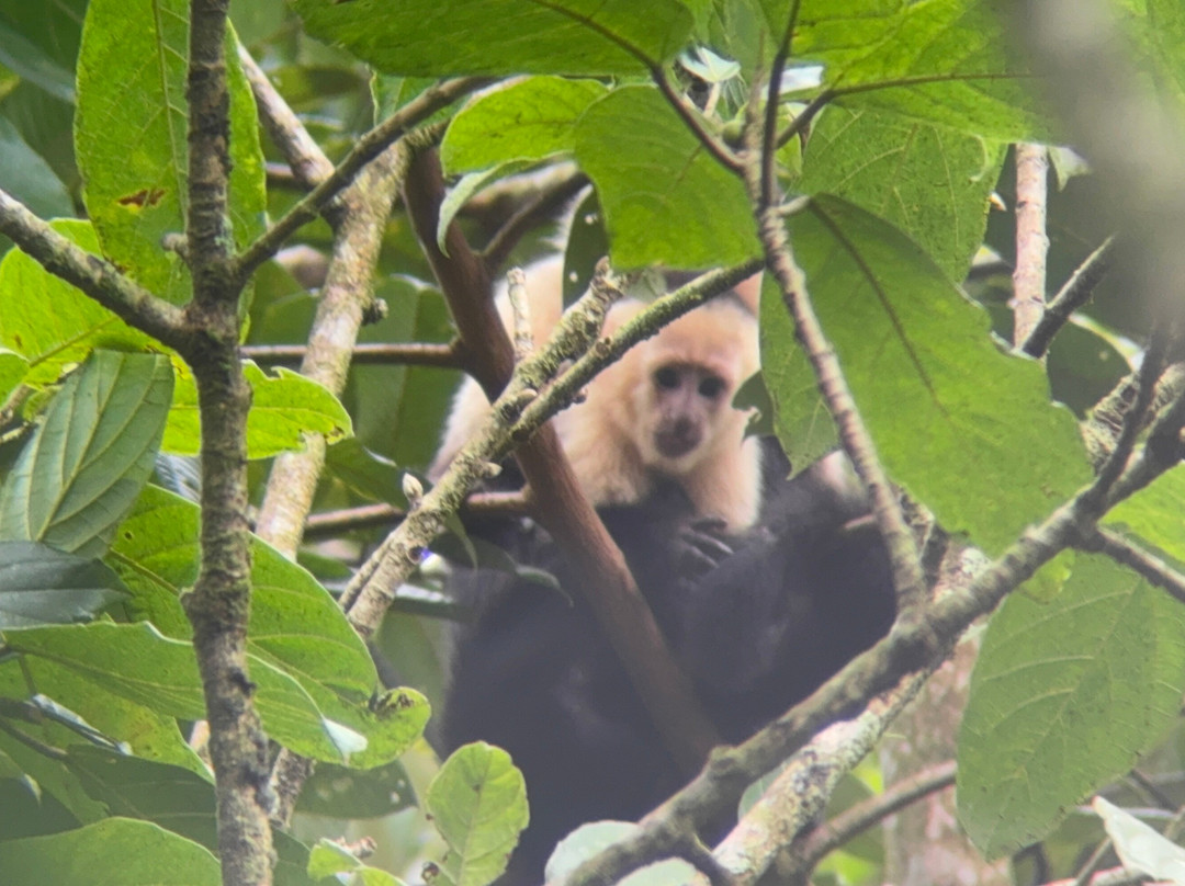 Dees Costa Rica Tours景点图片