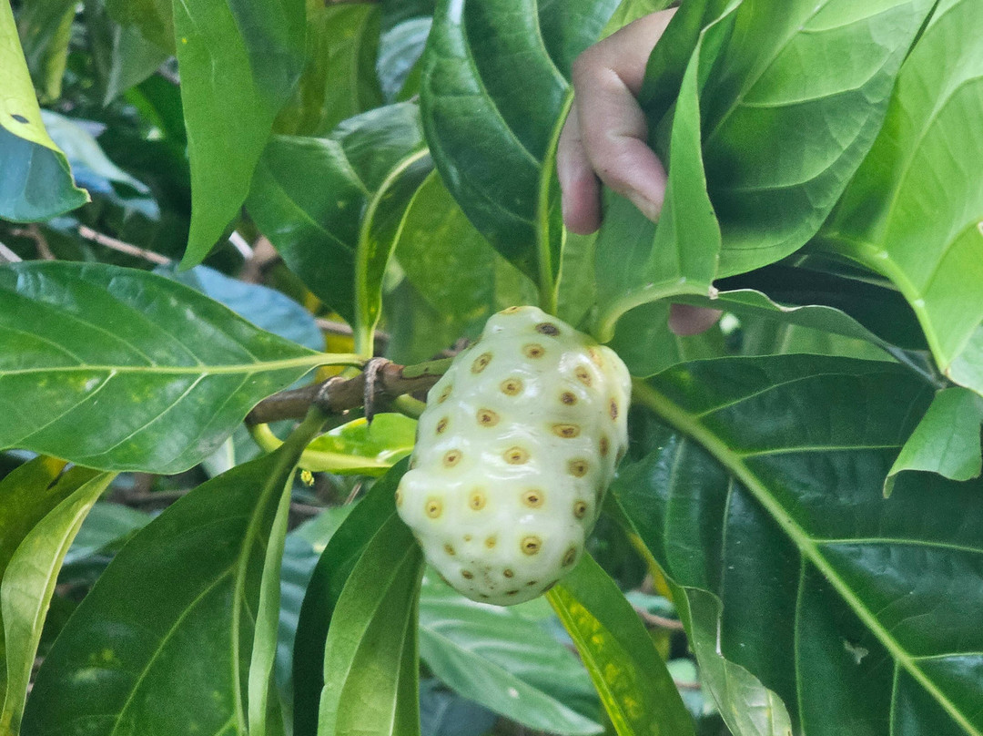 Chaudiere Pool-Bense必去景点