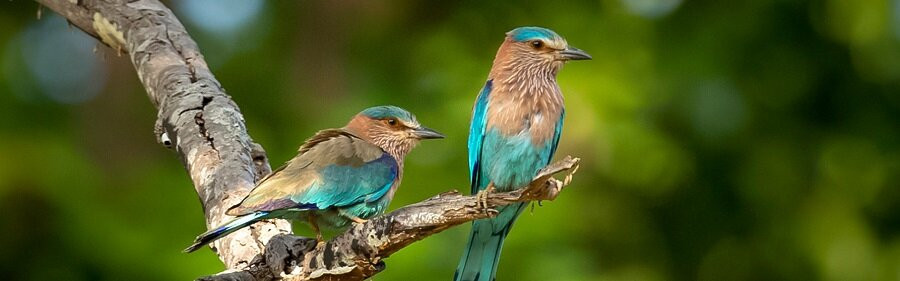 Kanha National Park景点图片