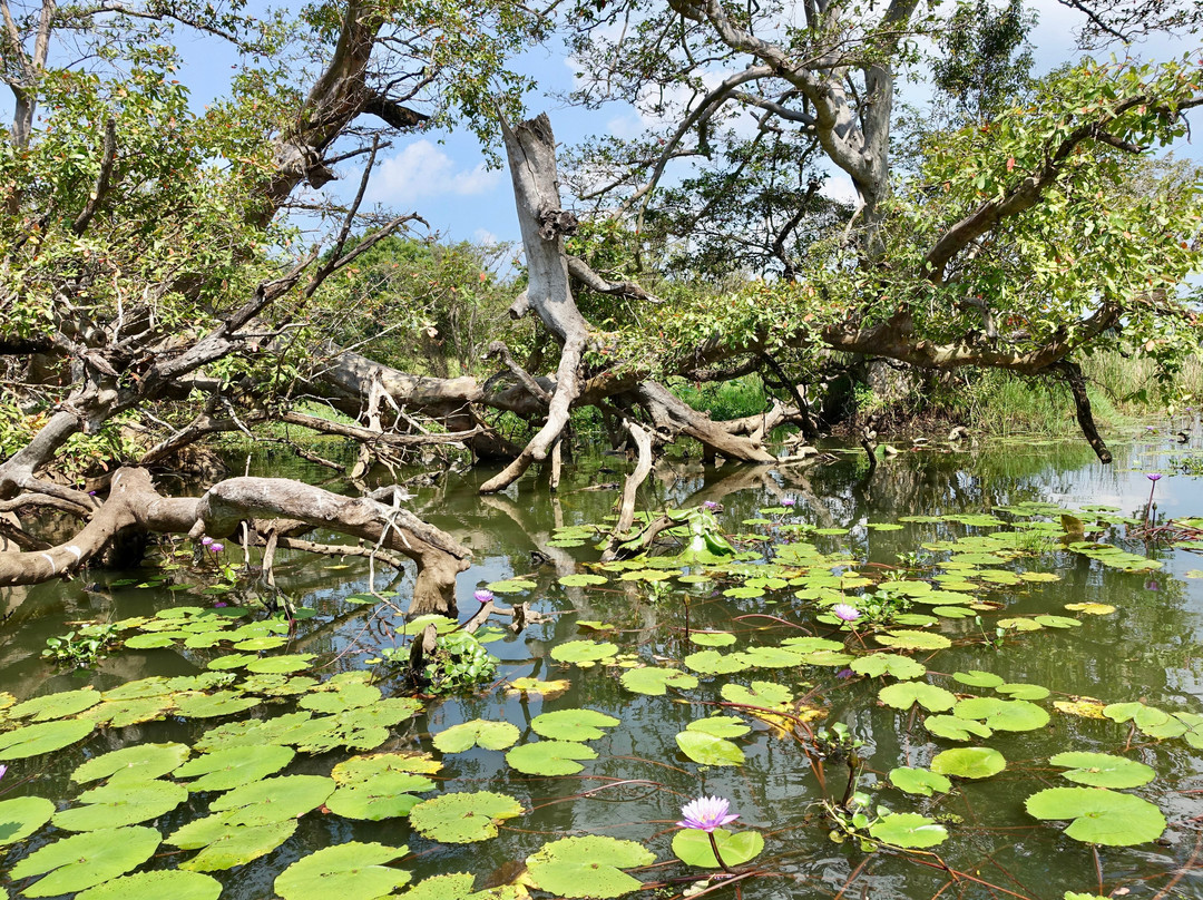 Habarana Lake景点图片