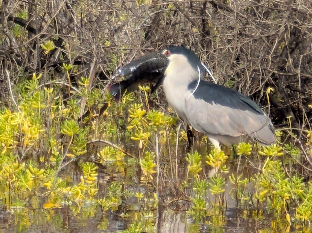 Kealia Coastal Boardwalk-基黑必去景点