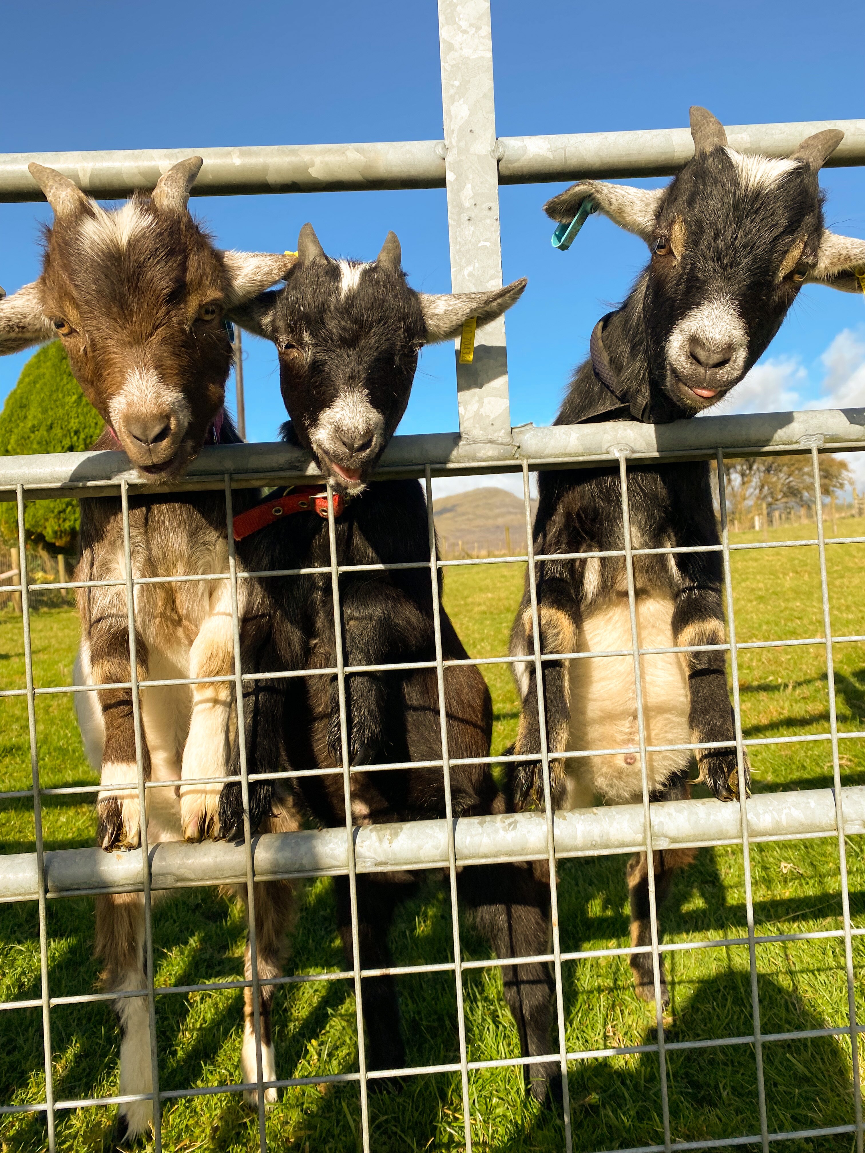 Snowdonia Holidays - Tyddyn Du Farm-浴室