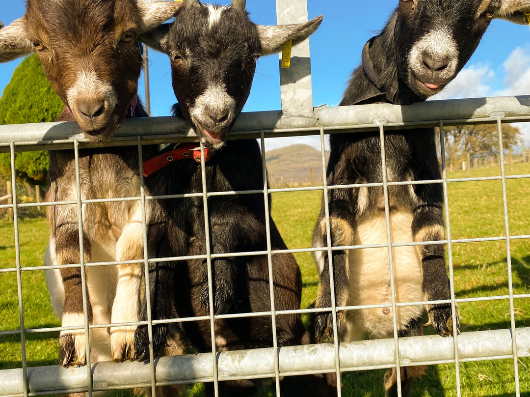 Snowdonia Holidays - Tyddyn Du Farm主图