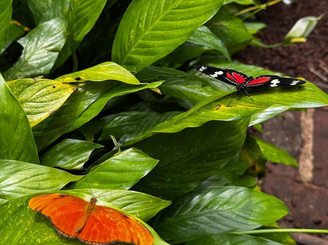 Spirogyra Butterfly Garden景点图片
