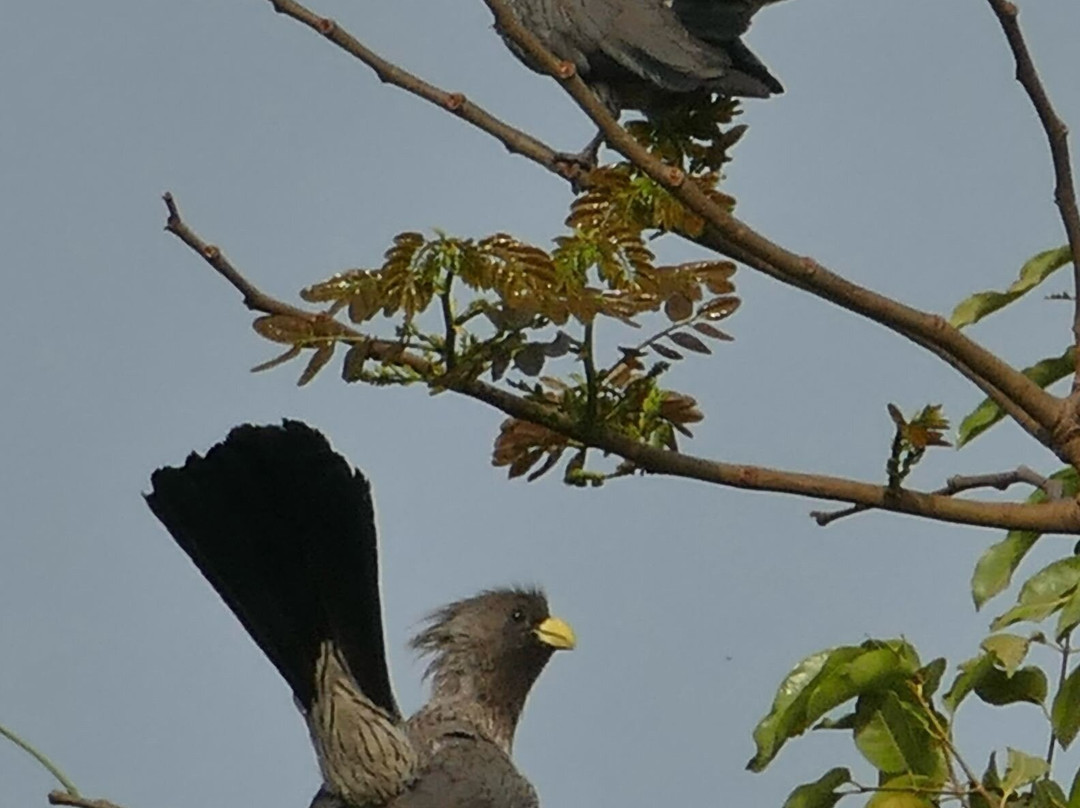 Best Bird Watching Gambia-Bijilo必去景点