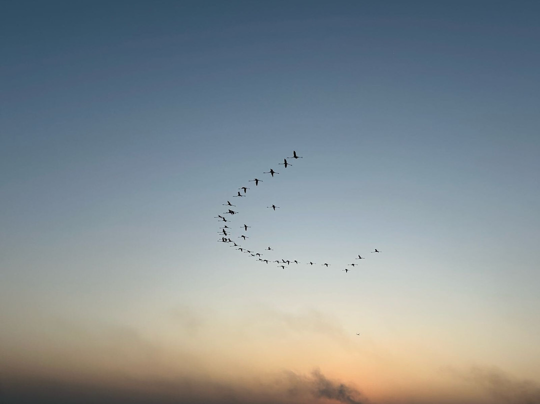 Bhigwan Bird Sanctuary景点图片