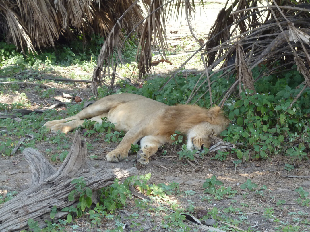 Nyerere National Park-Lindi Region必去景点