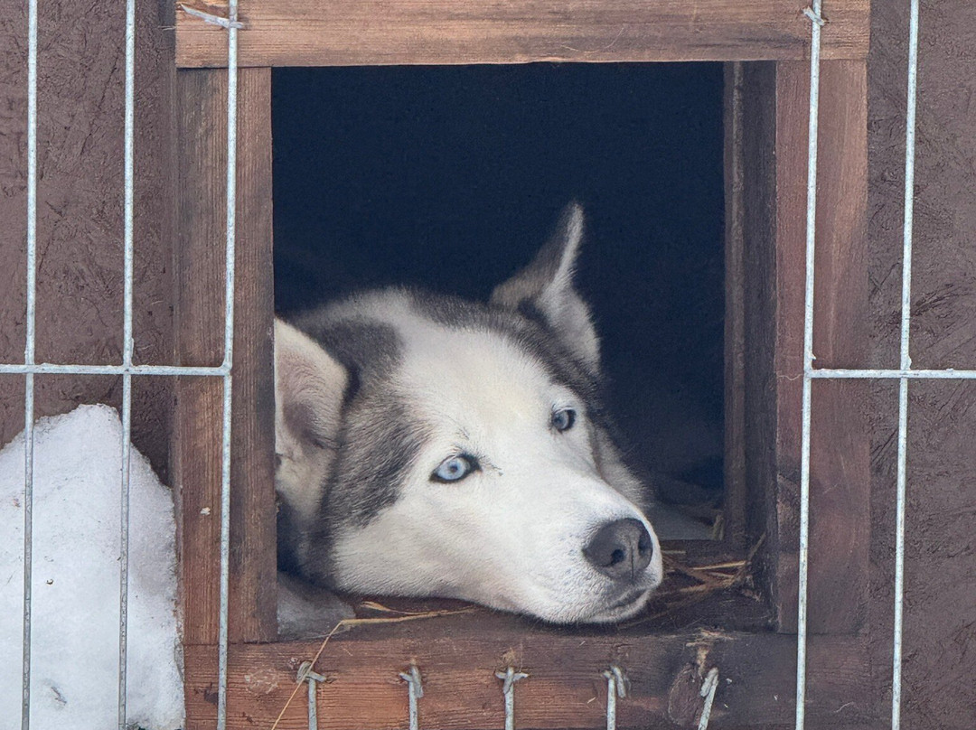 Kota-Husky-Posio必去景点