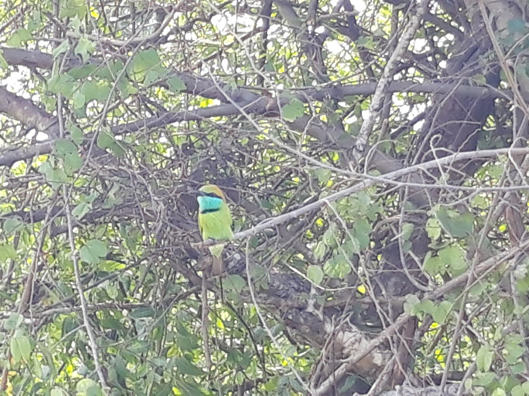 Niluka Safari景点图片