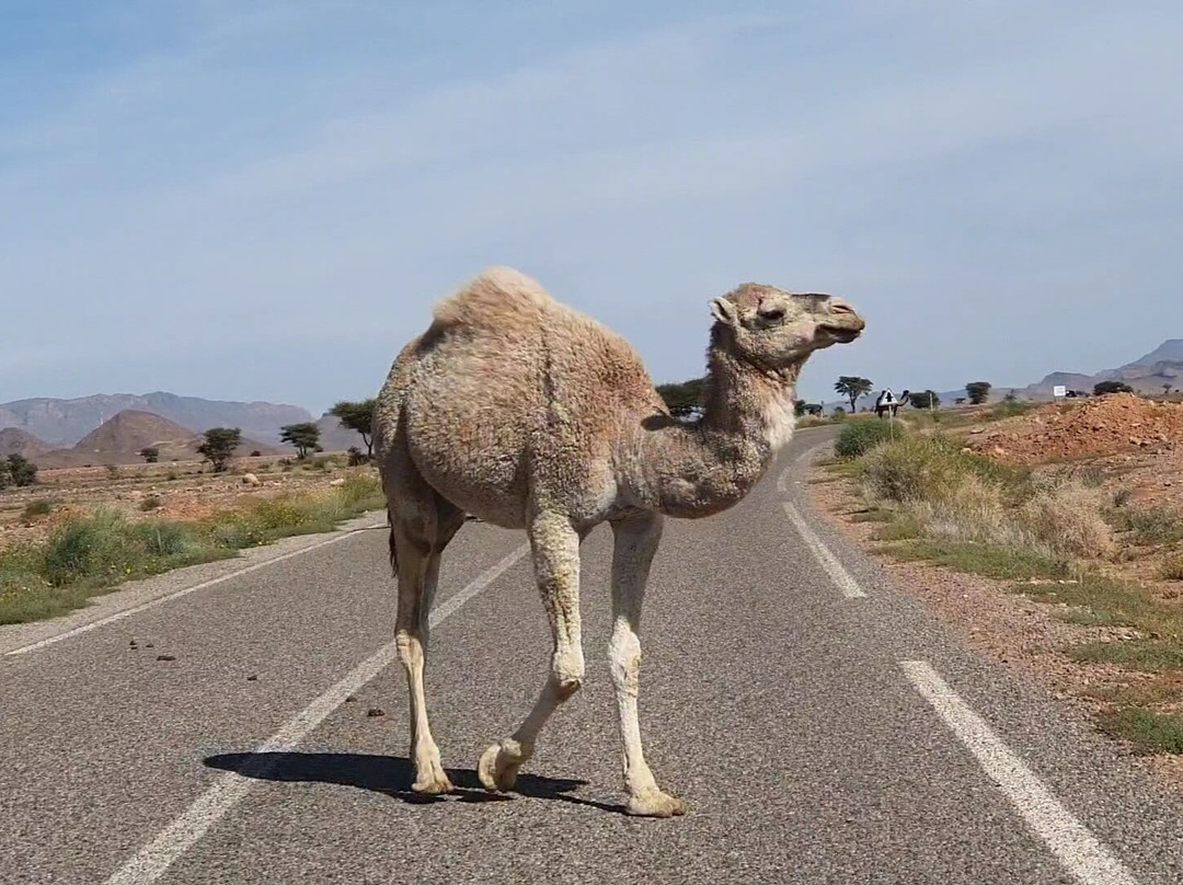 Wild Desert of Morocco景点图片