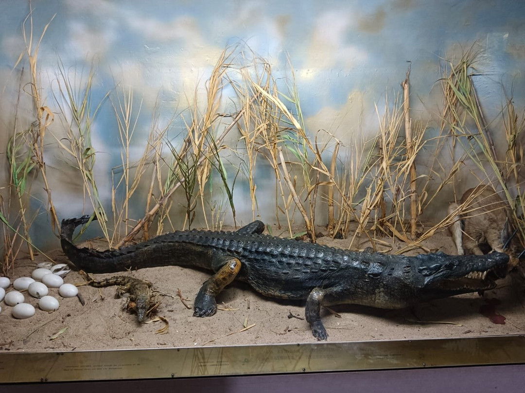 Zimbabwe Museum of Human Sciences景点图片