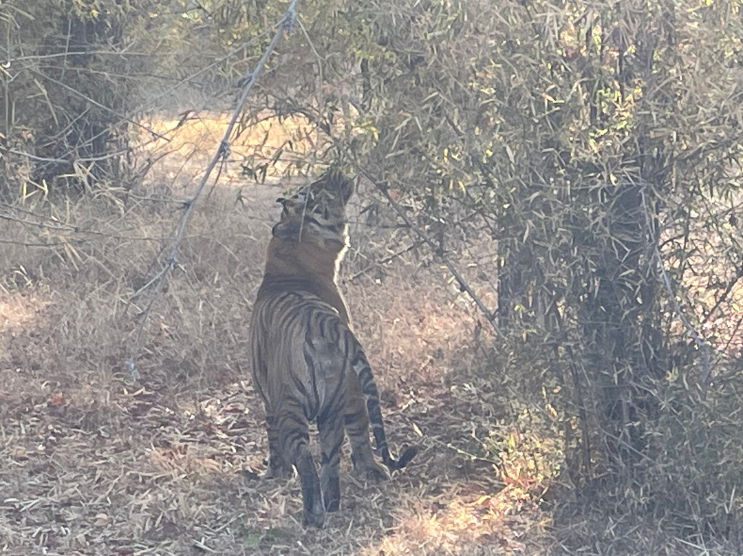 Bandhavgarh National Park景点图片