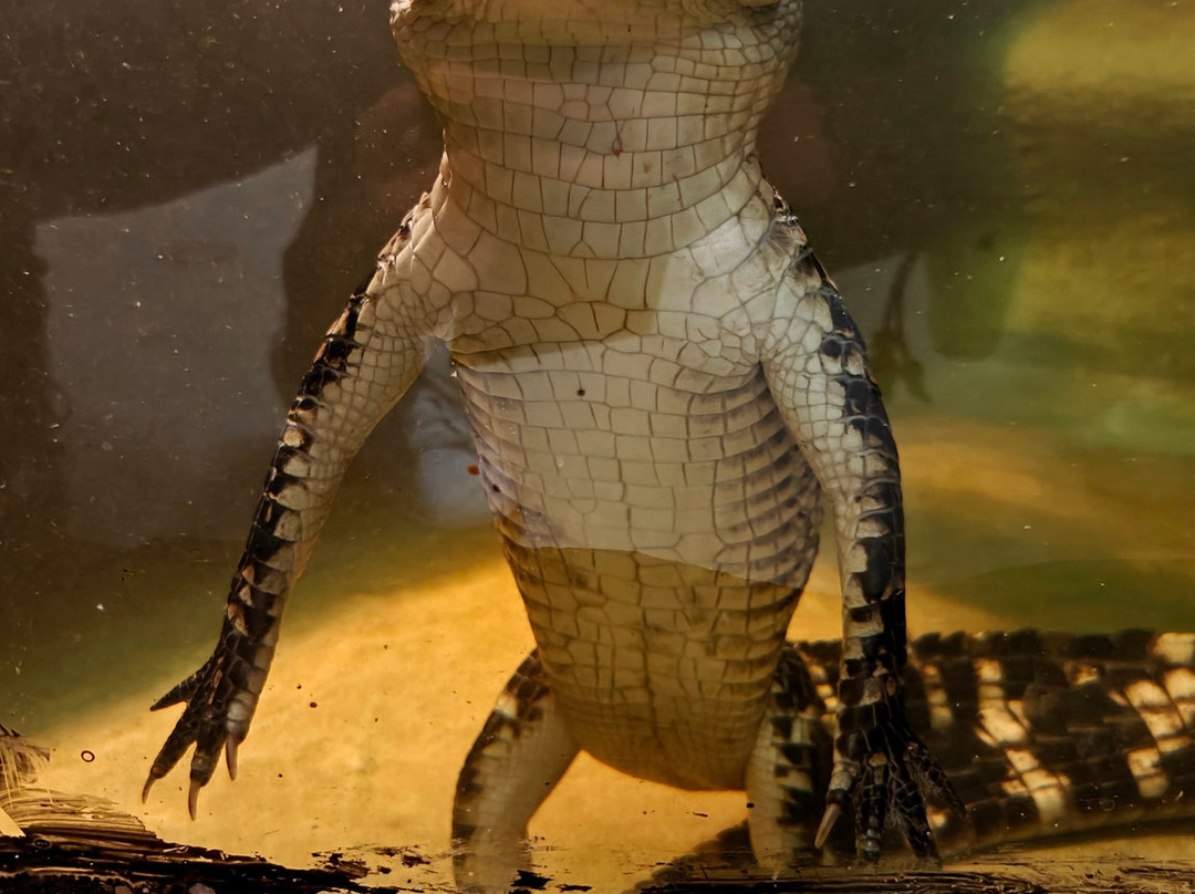 Crocodiles of the World景点图片