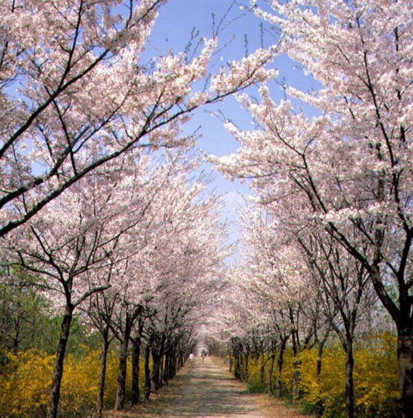 Yeungnam University Love Road-庆山市必去景点