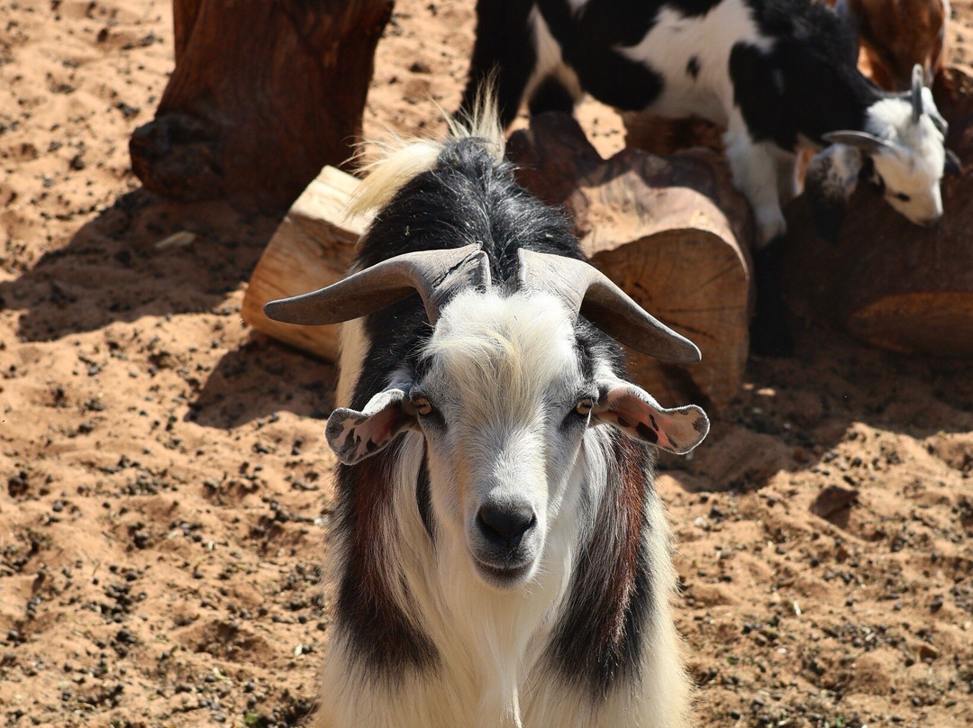 Emirates Bio Farm-阿布扎比酋长国必去景点