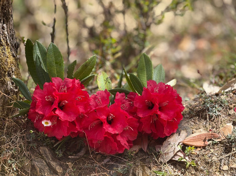 Scrambling Adventures and Outdoors-马苏里必去景点