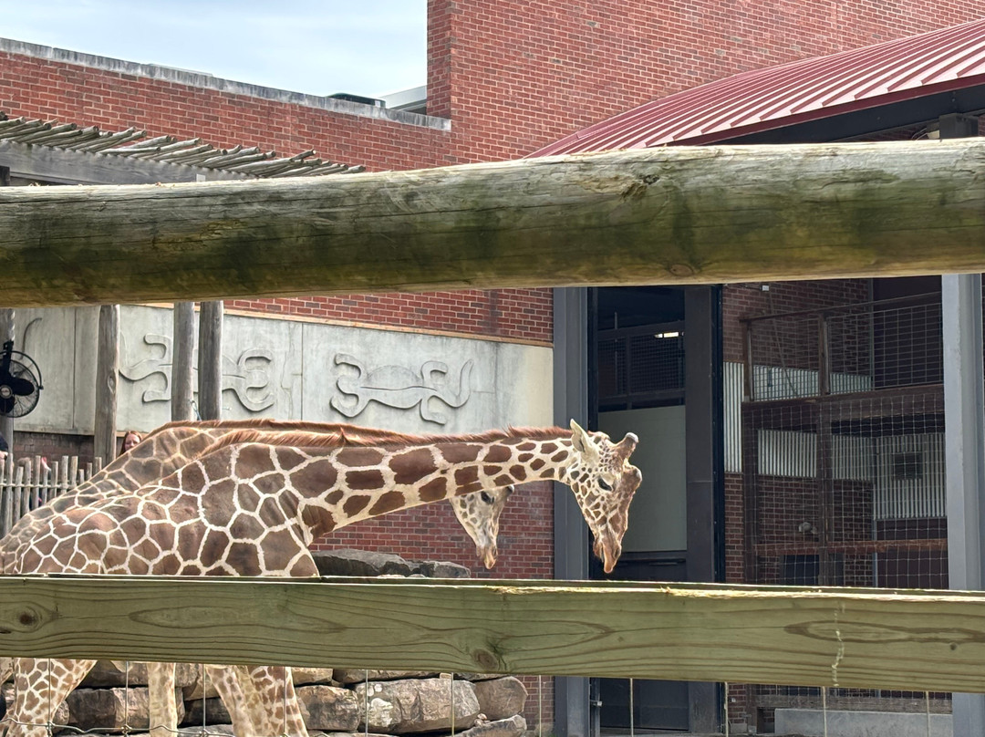 Chattanooga Zoo-查塔努加必去景点