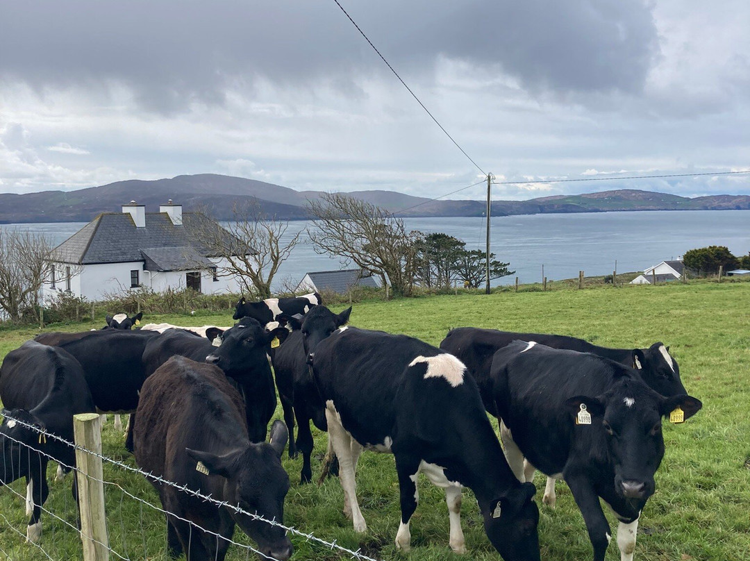 Sheep's Head Peninsula-Bantry必去景点