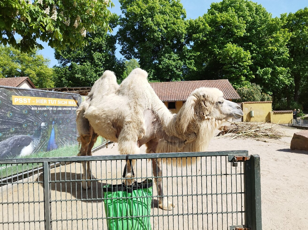 Zoo Heidelberg-海德尔堡必去景点