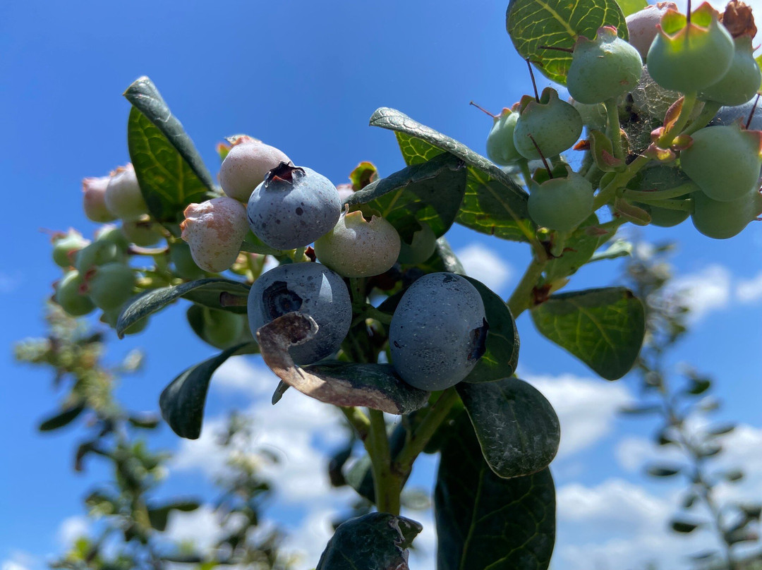 Blueberry Bunch Farm