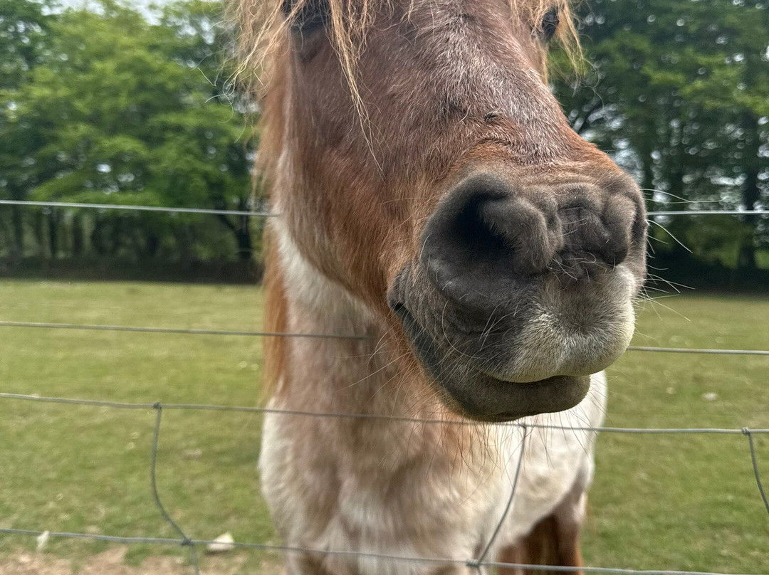 Tamar Valley Donkey Park-Gunnislake必去景点