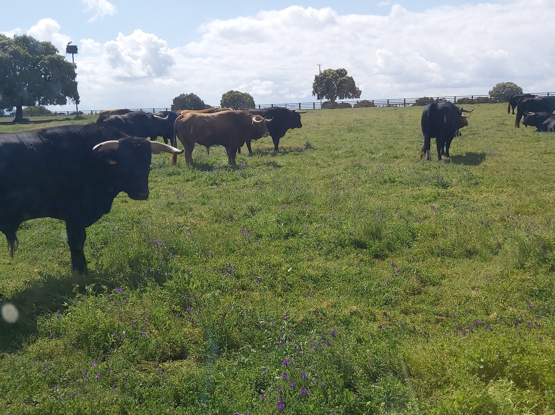 Ganaderia Antonio Palla-Ledesma必去景点