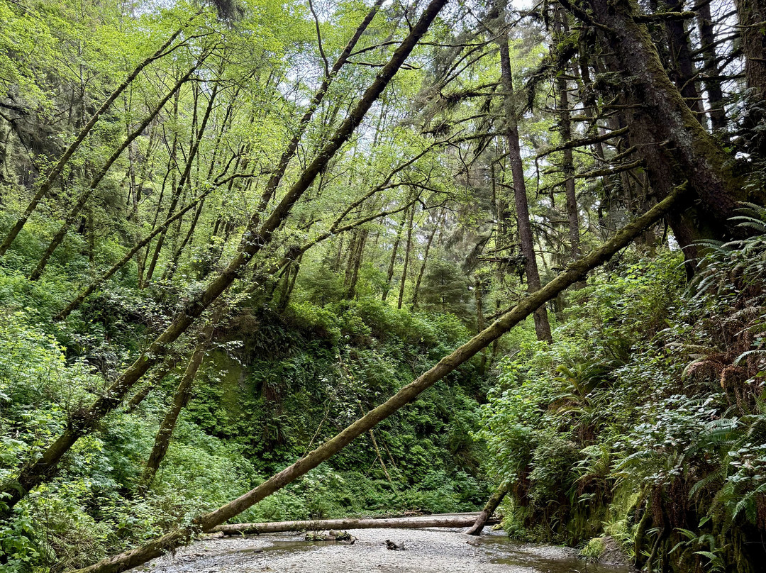 Redwood Adventures景点图片