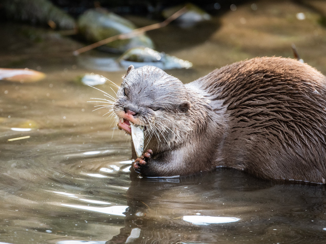 Shepreth Wildlife Park景点图片