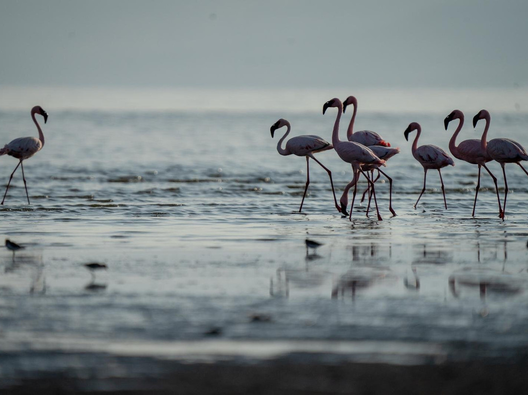 Escape To Tanzania Trekking & Safaris-莫西必去景点