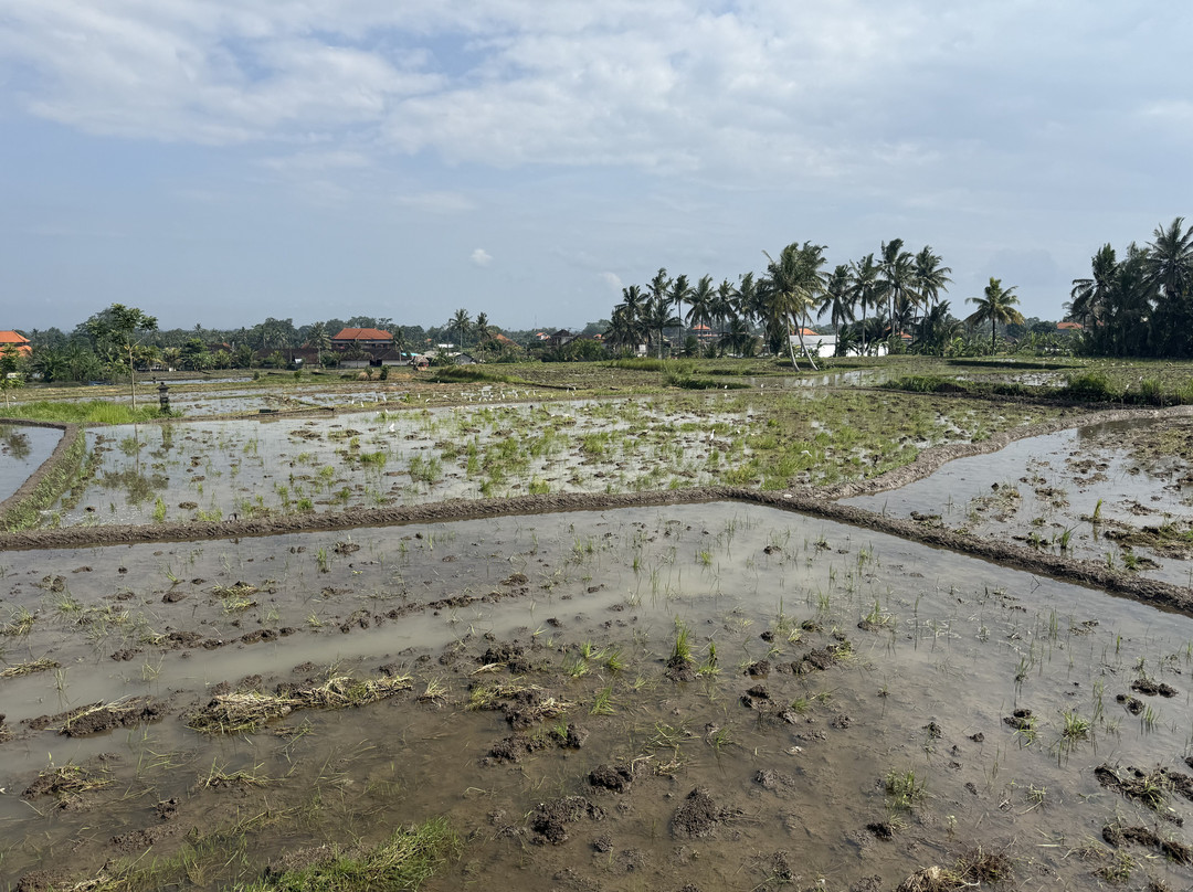 Big Dragon Villas Ubud主图