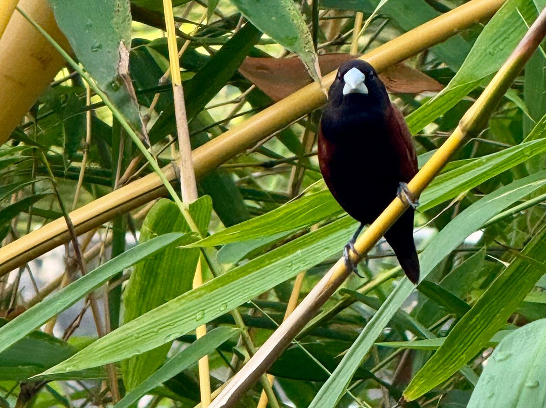 The Mayana Resort主图