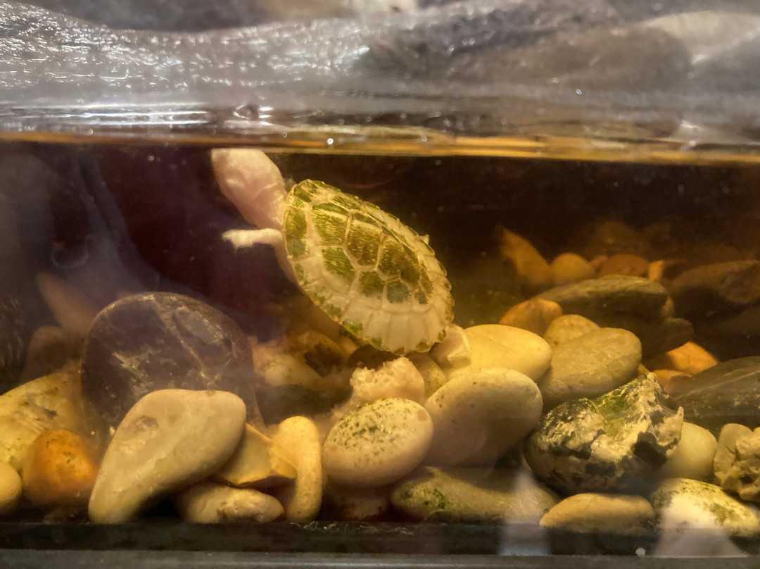 La Ferme Aux Crocodiles景点图片