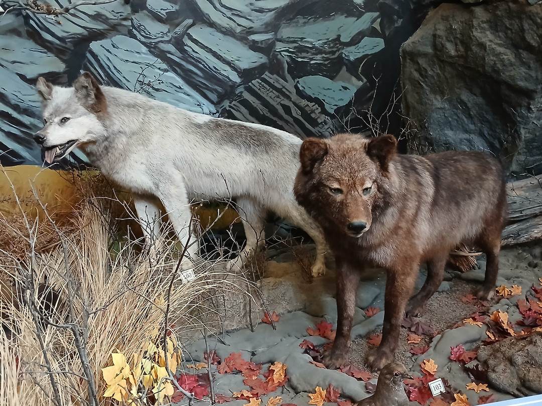 American Bald Eagle Foundation-海恩斯必去景点