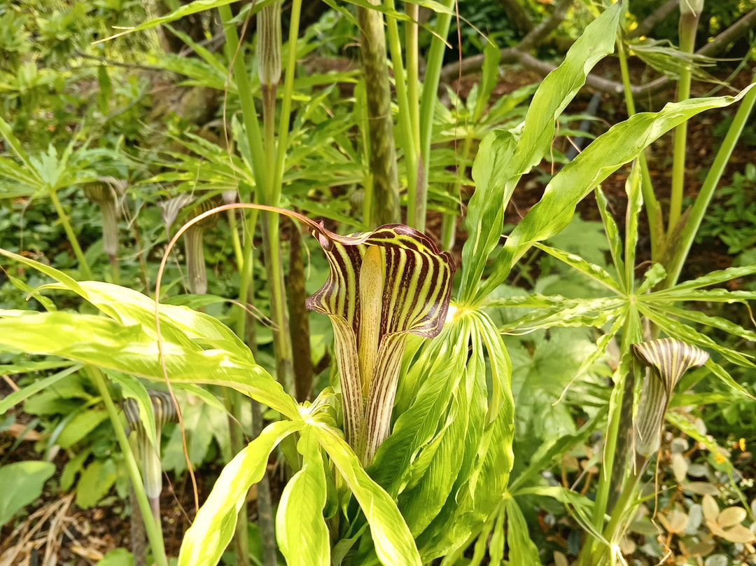Branklyn Garden-珀斯必去景点