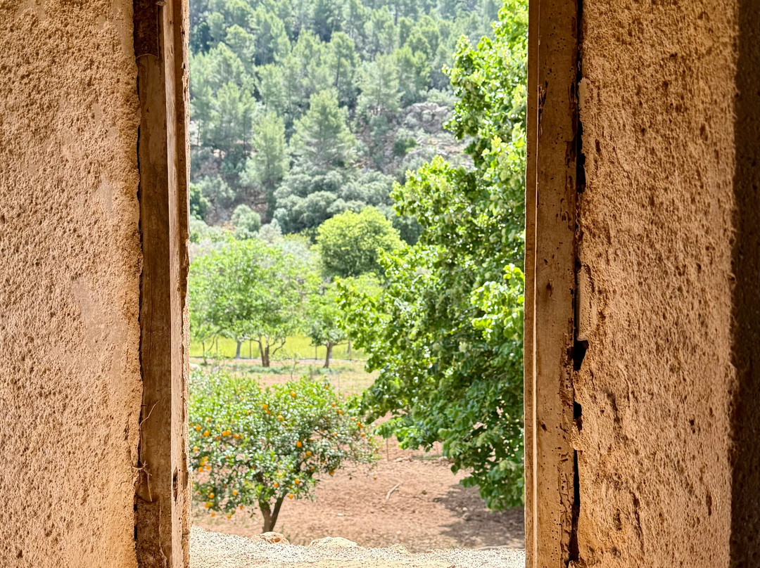 Jardins d'Alfabia景点图片