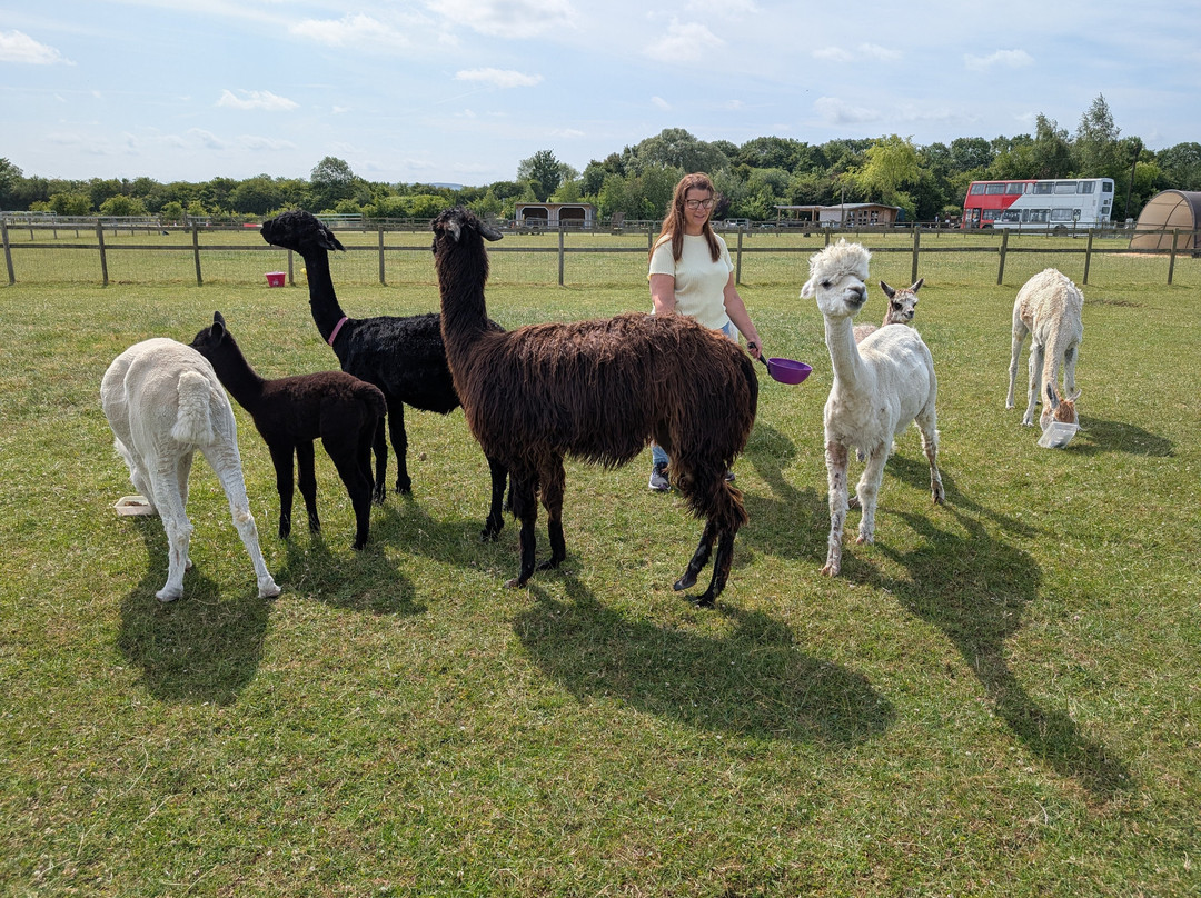 Cotswold Vale Alpacas-伊夫舍姆必去景点