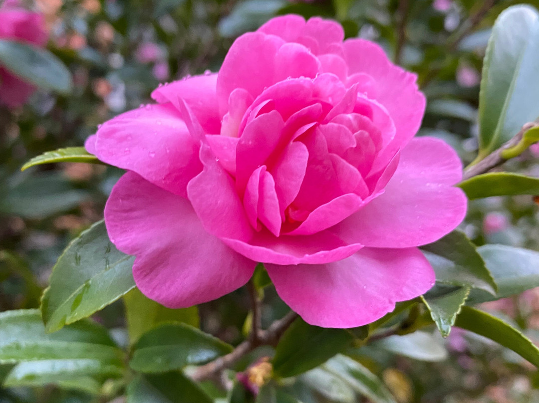 Bega Uniting Church-贝加必去景点