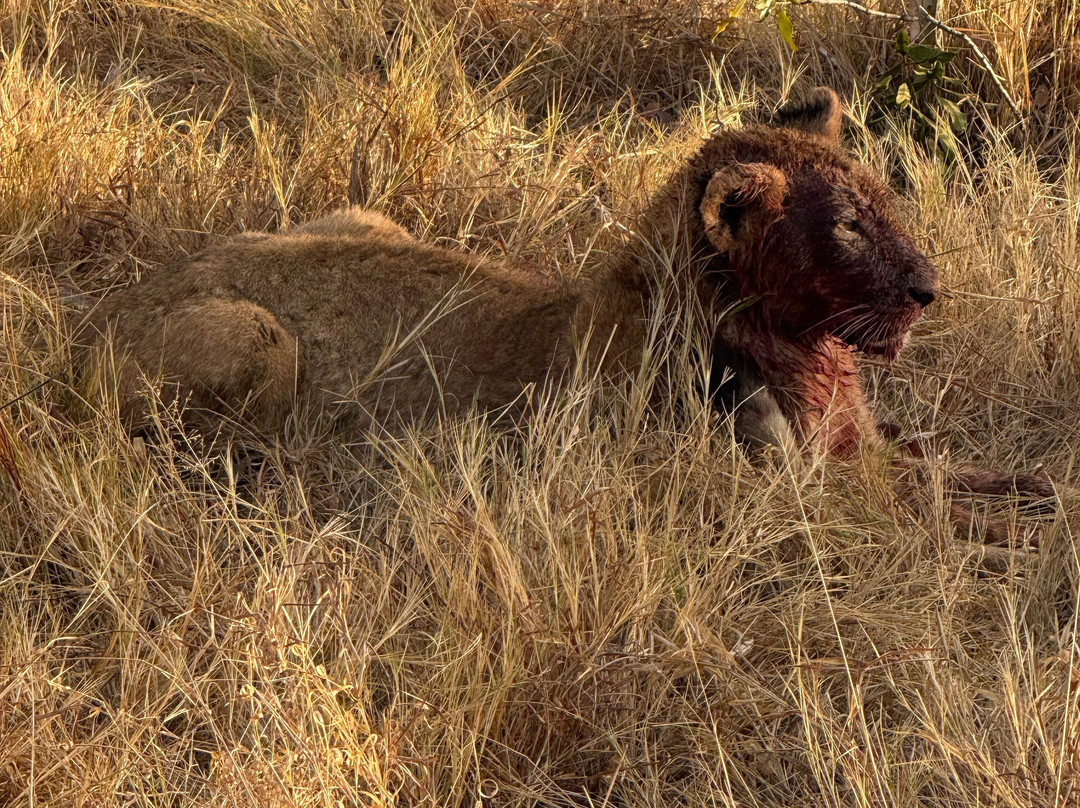 Shimungwe Lodge主图