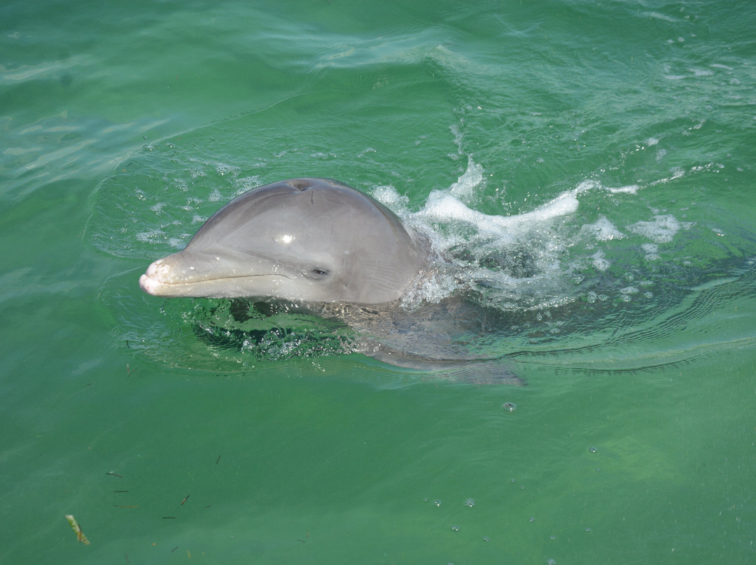 Delfinario De Cayo Guillermo-Cayo Guillermo必去景点
