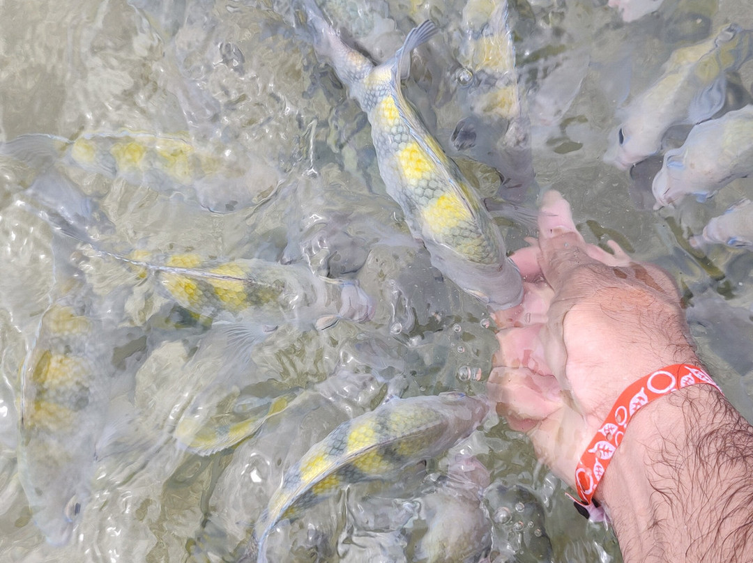 Maresul Turismo e Receptivo-Maceio必去景点