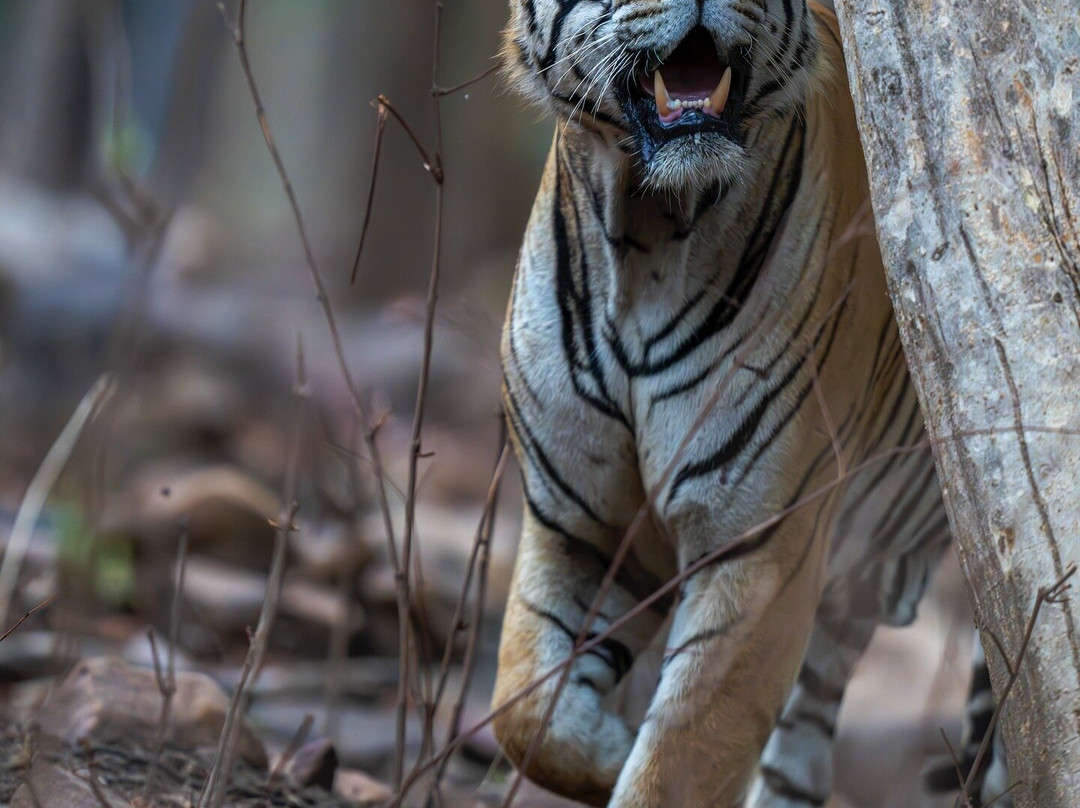 Eriline Resorts主图