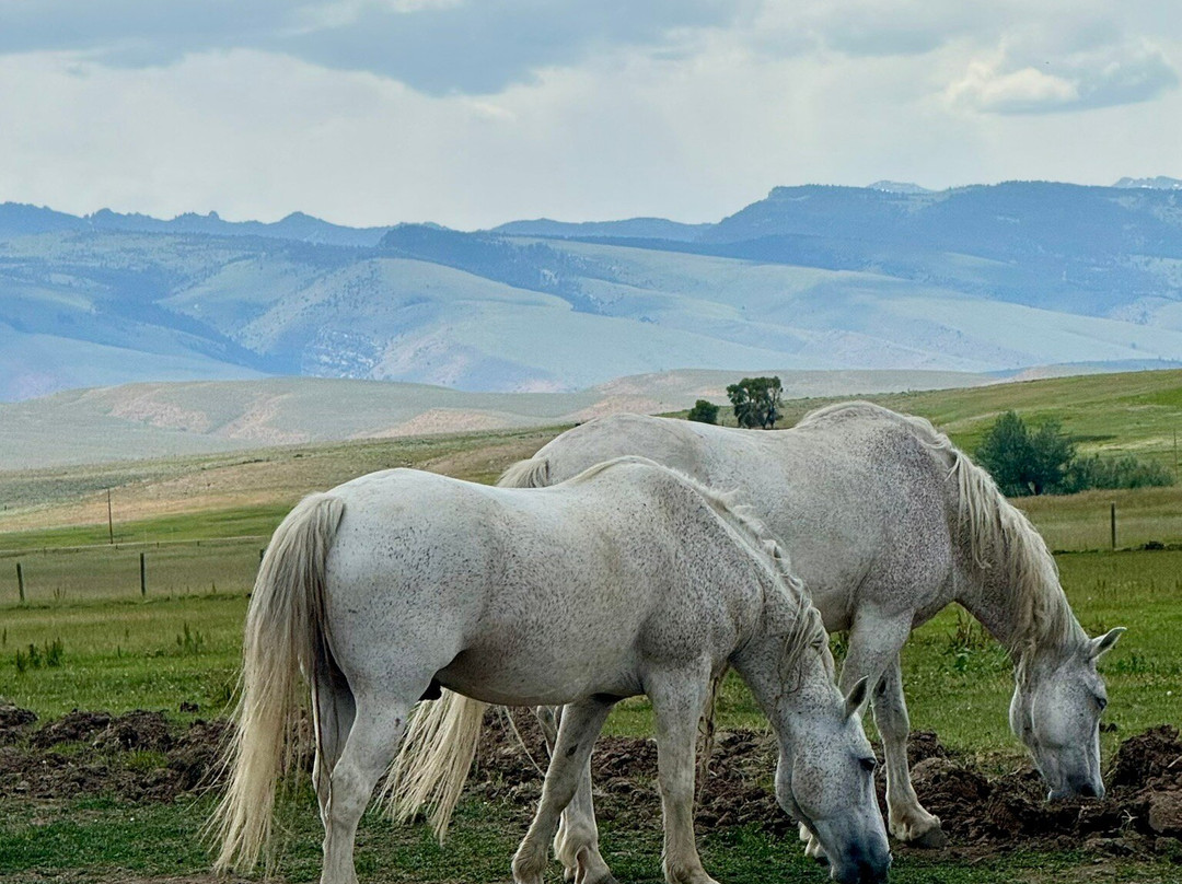 Wind River Wild Horse Sanctuary-兰德尔必去景点