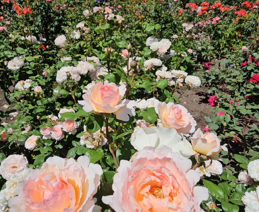 Dominion Tours-温哥华必去景点