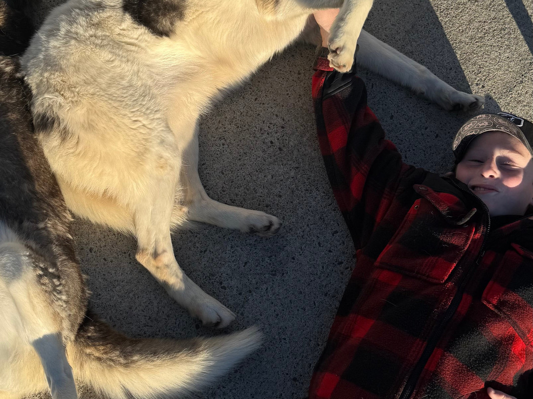 Timberline Racing Siberian Huskies-陶波必去景点
