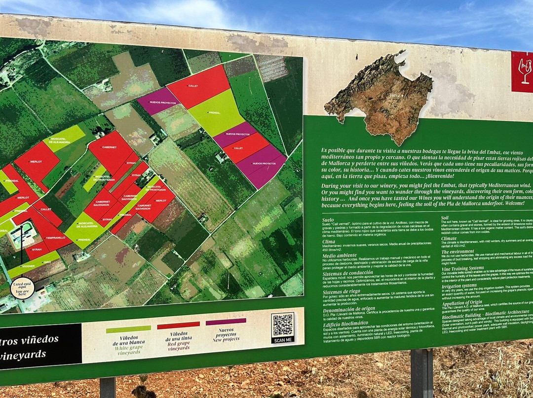 Bodegas Miquel Oliver-Petra必去景点