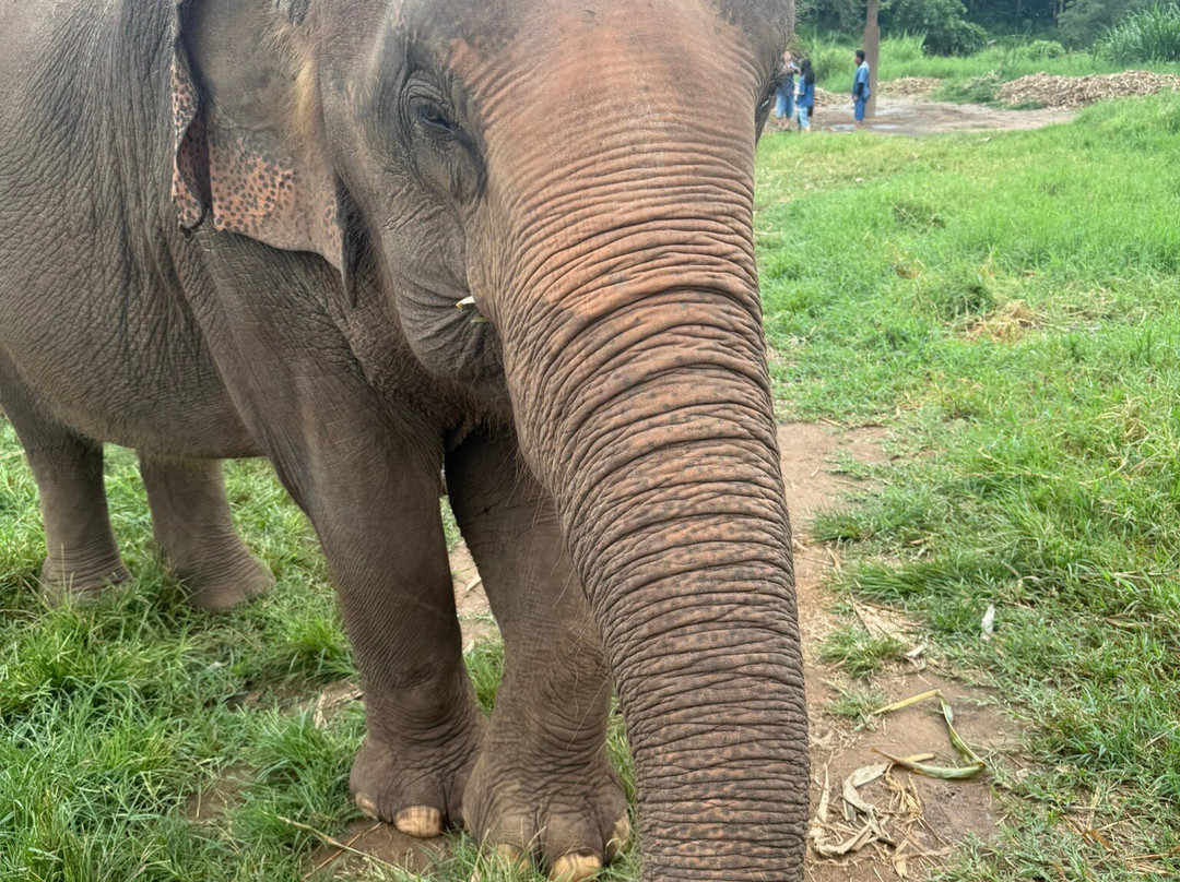 Living Green Elephant Sanctuary-清迈必去景点