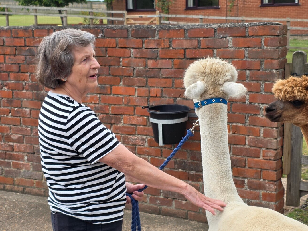 Westfield Alpacas-Barton-upon-Humber必去景点